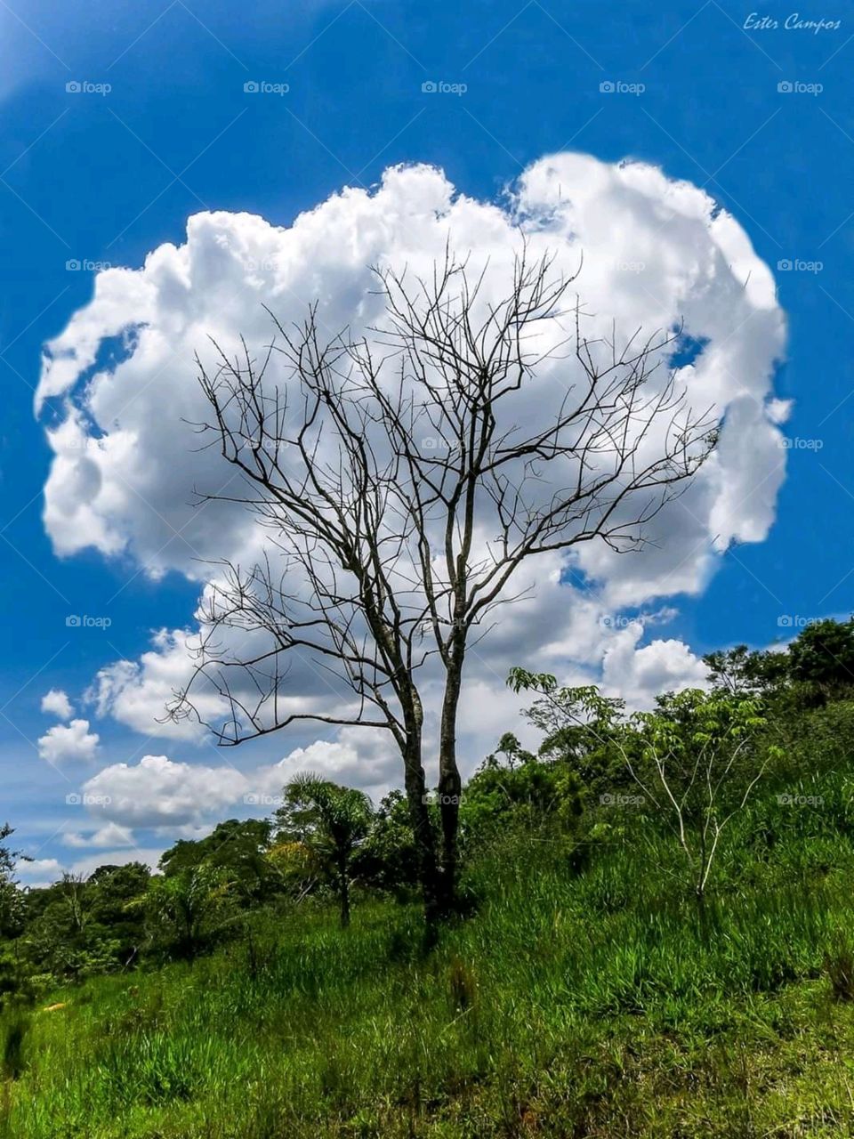 Nuvens Natureza Árvore de nuvens Detalhes