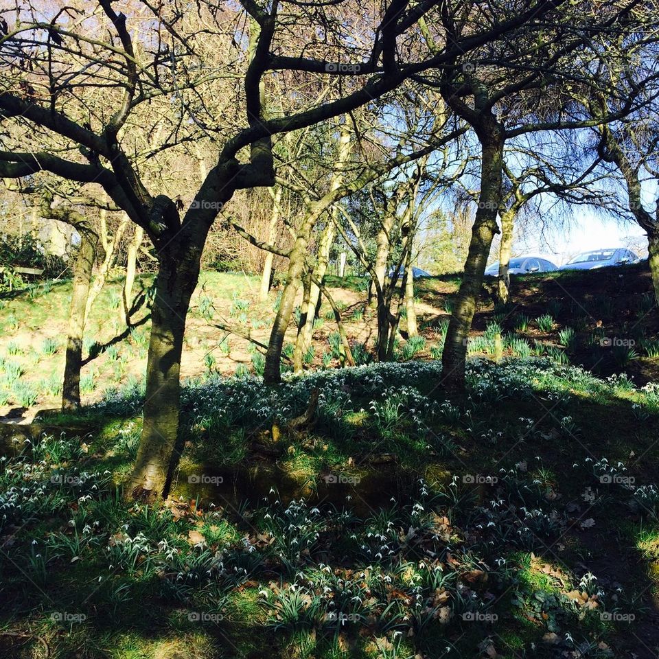 Spring Snowdrops