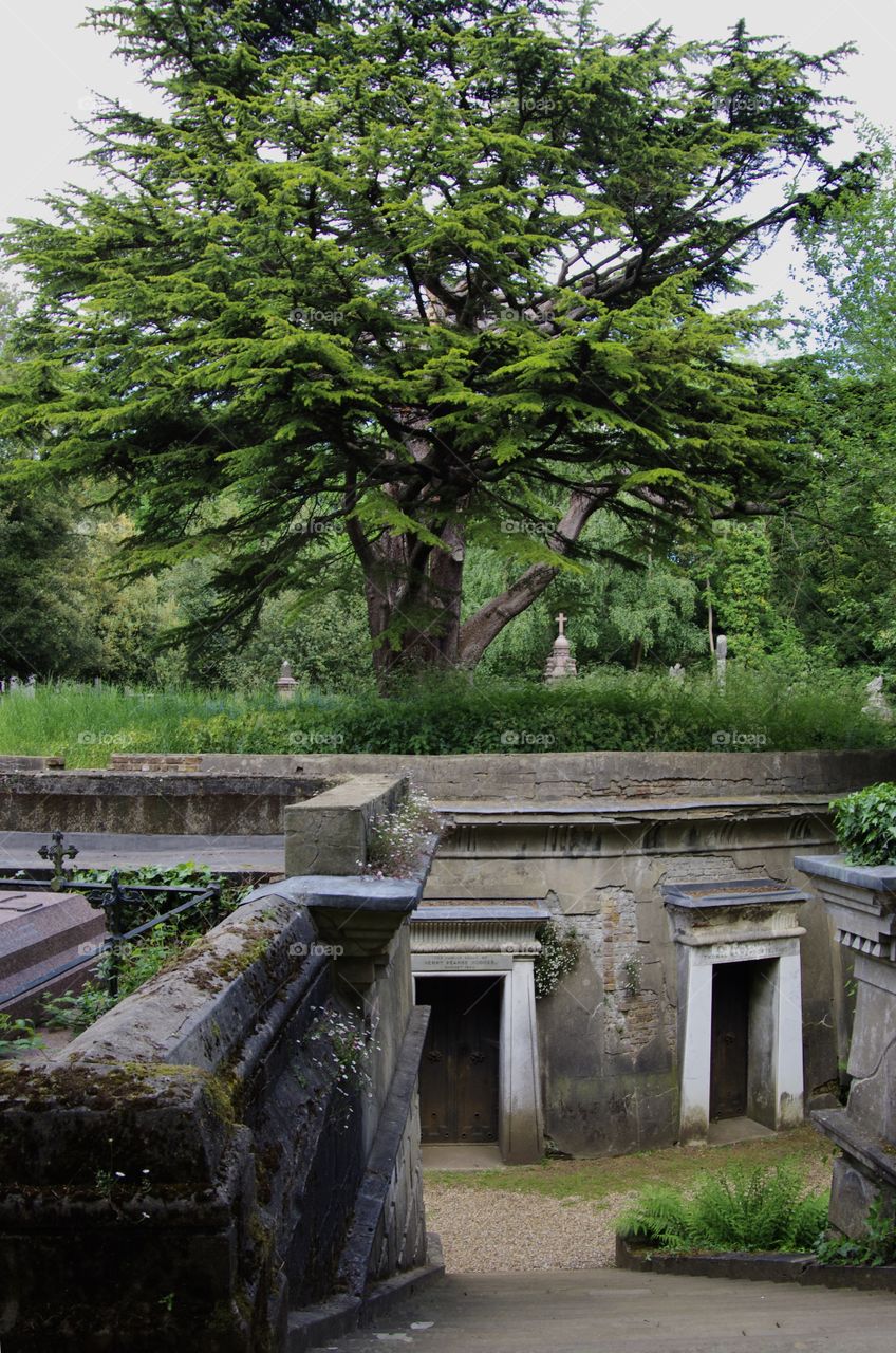 London, UK.   Highgate Cemetery.  An ancient cedar of Lebanon stands above the vaults of wealthy people.