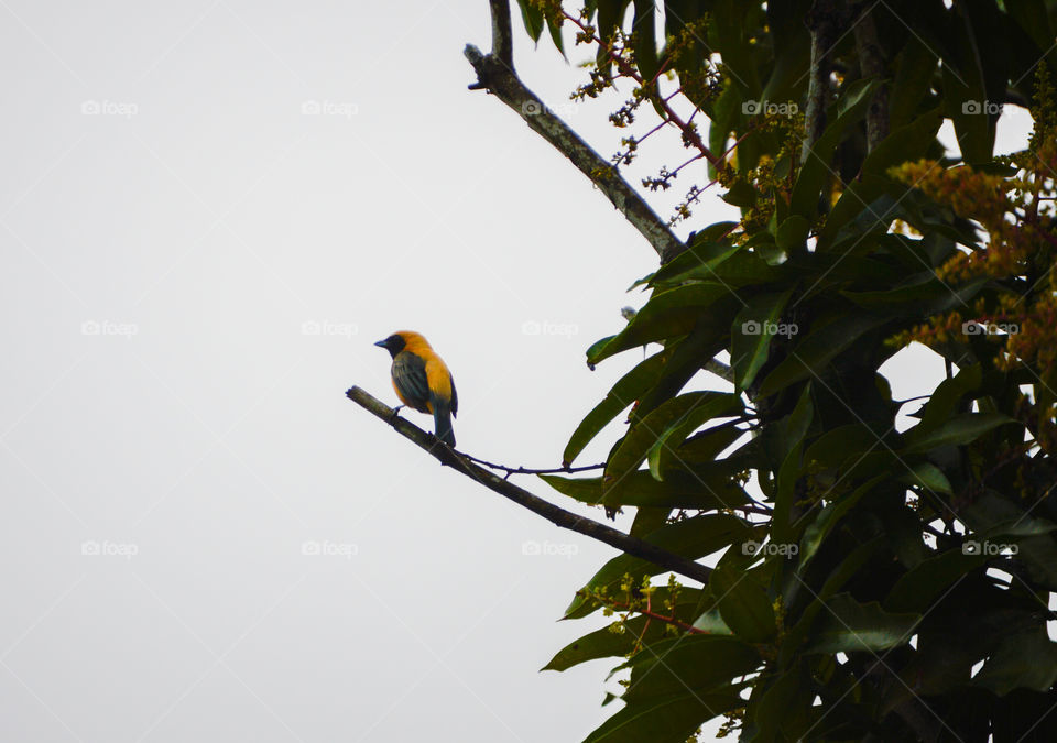 Tangara cayana, popularly known as yellow-tailed, yellow-tailed or green-winged, is a passerine bird of the Fringillidae family.