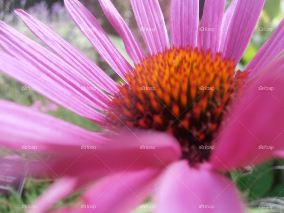 Inside A Pink Daisy Flower