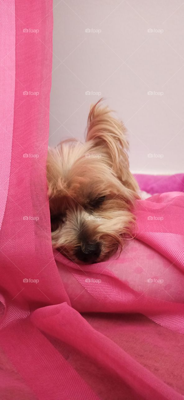 Perro durmiendo en su cama rosa y posado en una cortina rosada
