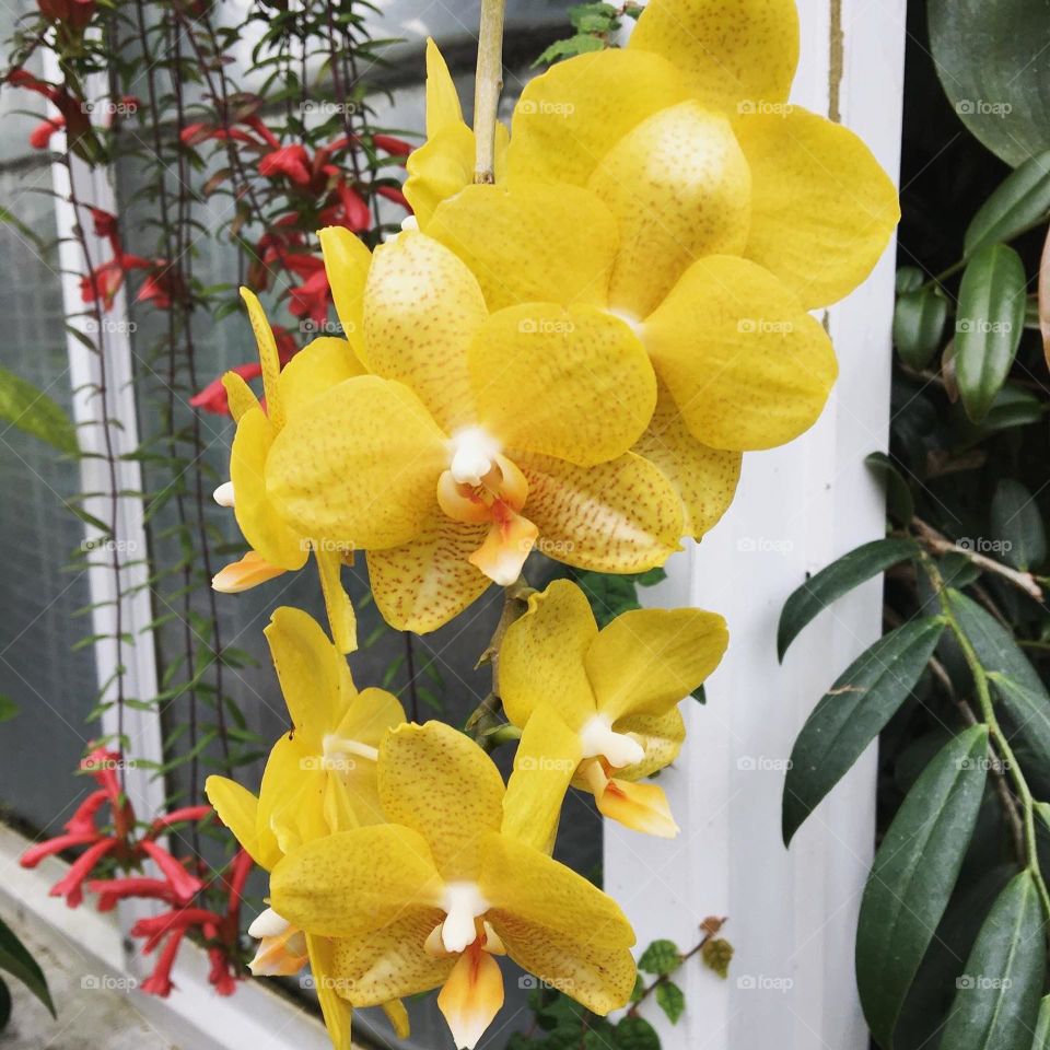 Yellow orchids at the botanical garden