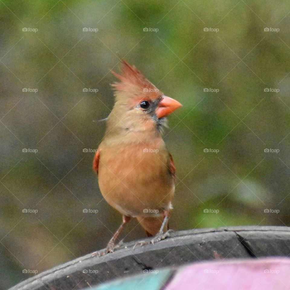This Cardinal is  perched in our backyard.