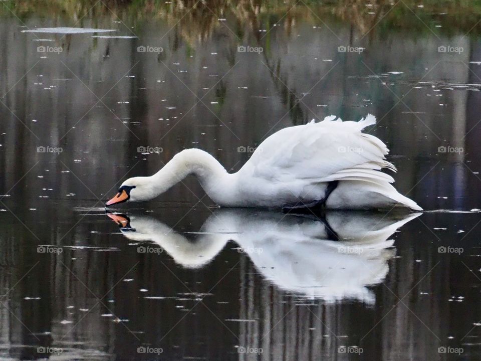 Swan