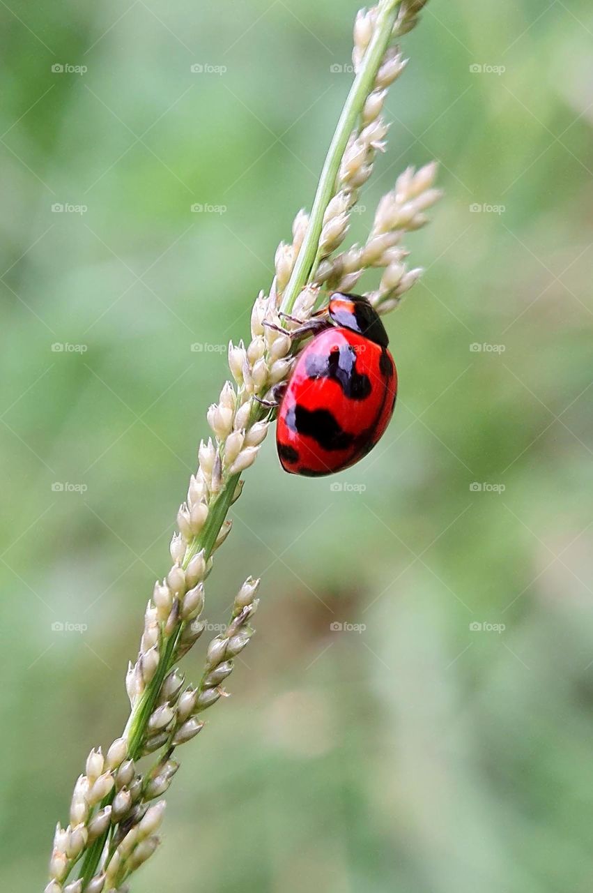 Ladybird