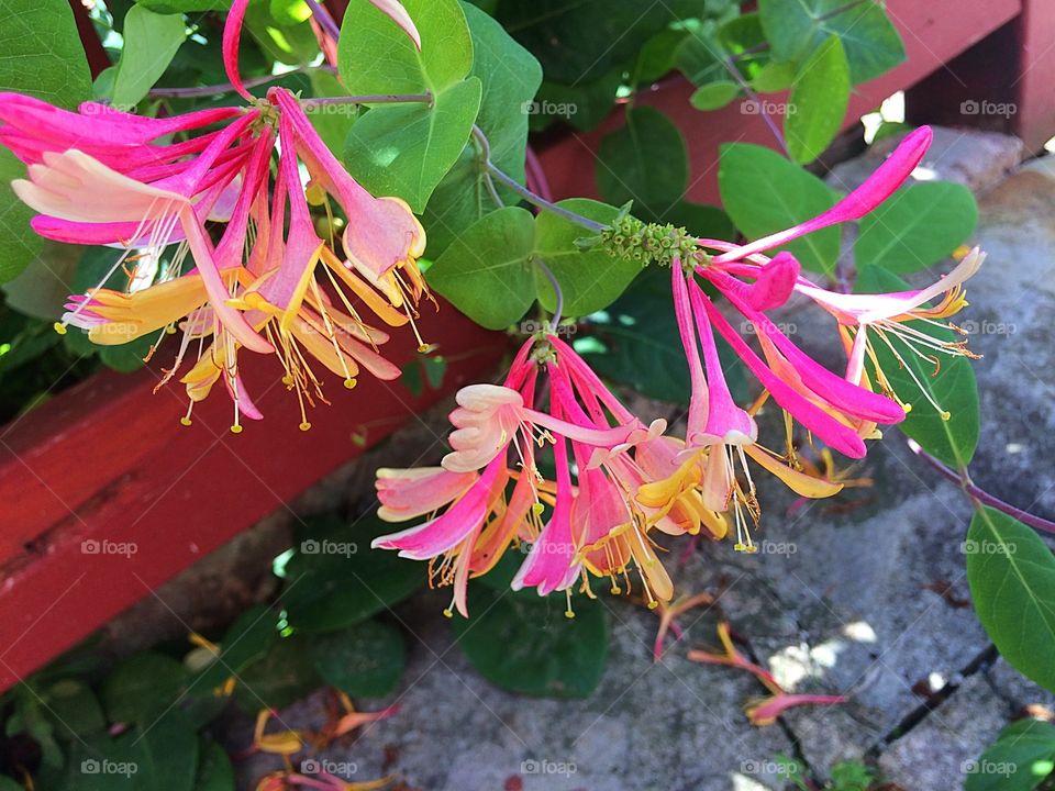 Honeysuckles 