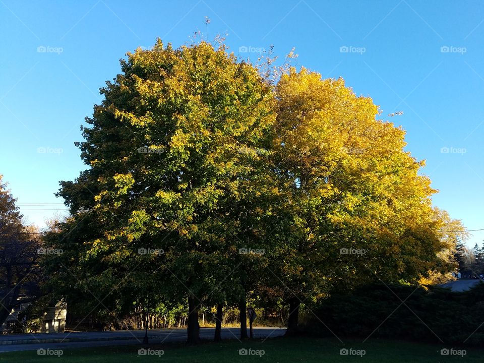 Green and yellow tree leaves