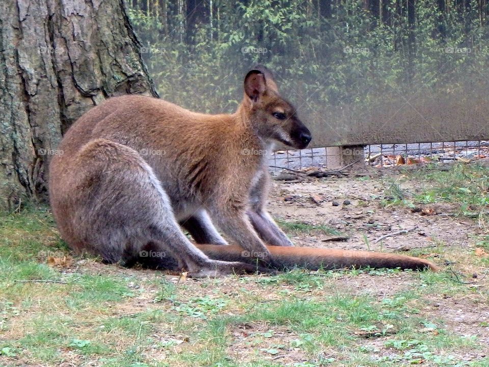 sitting wallaby