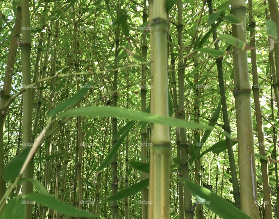 Bamboo Forest