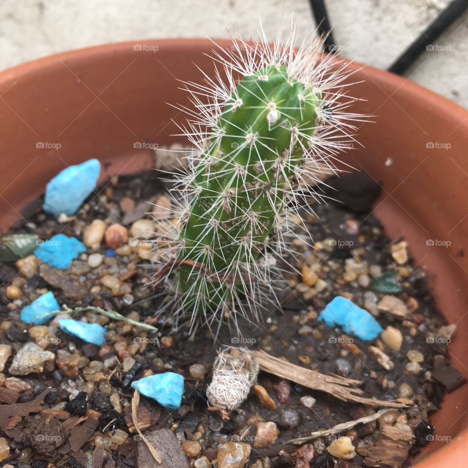 Cactus