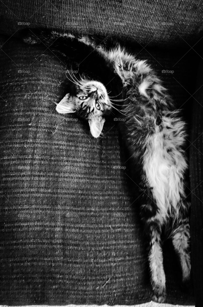 Stretched out kitten in black and white