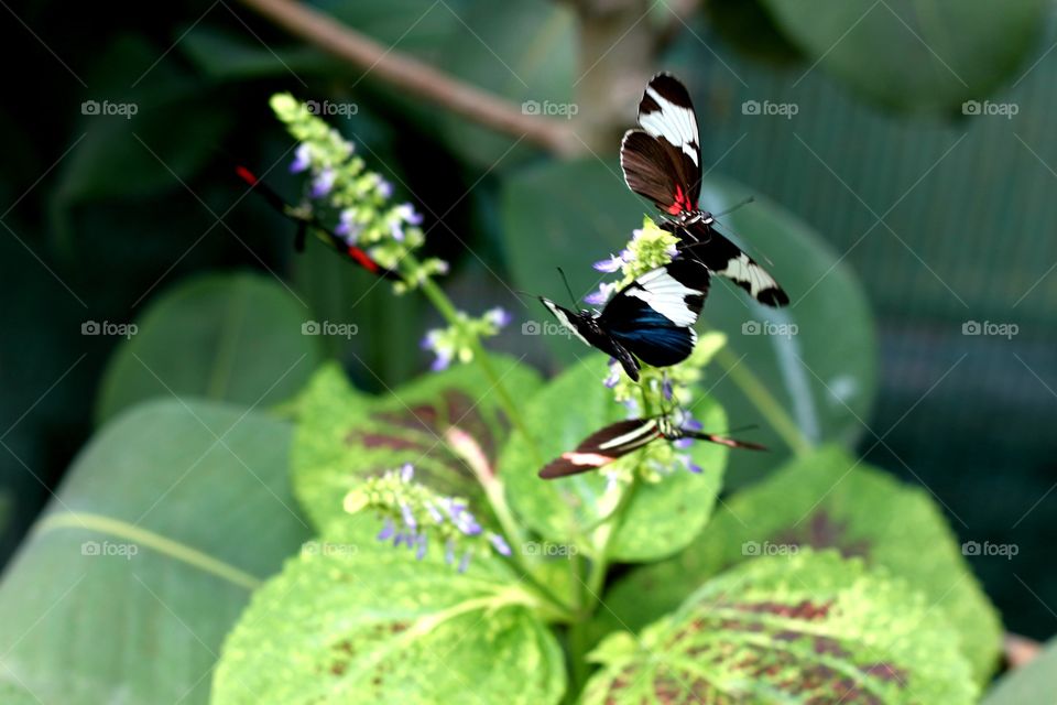 Butterflies Heliconius sapho