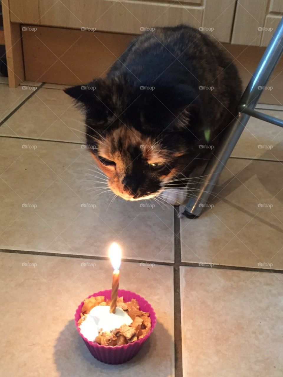 Cat birthday