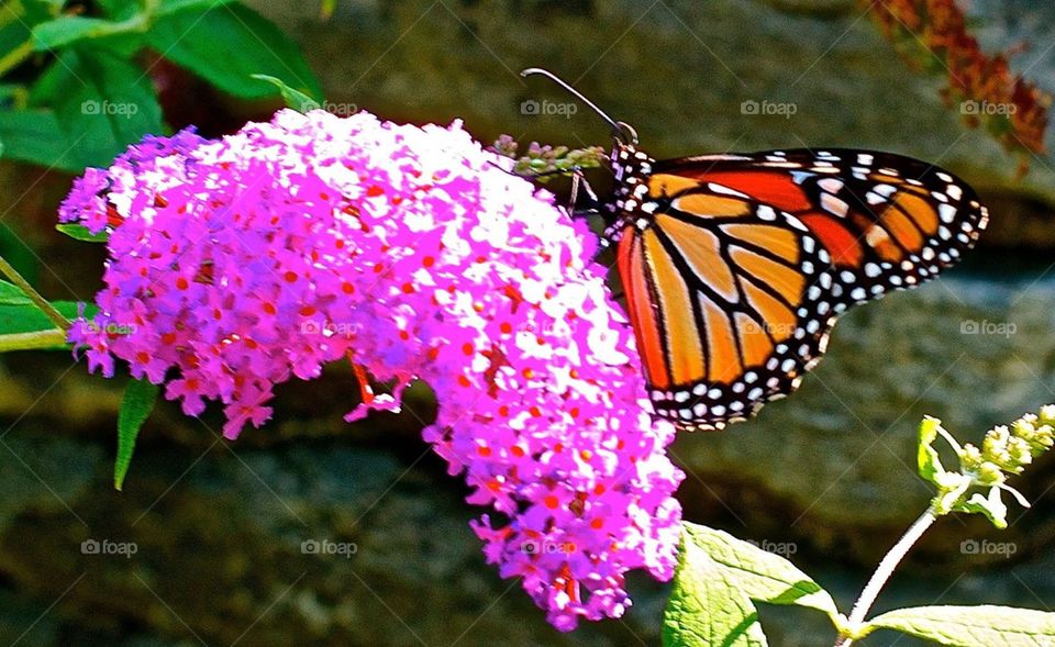 garden butterfly