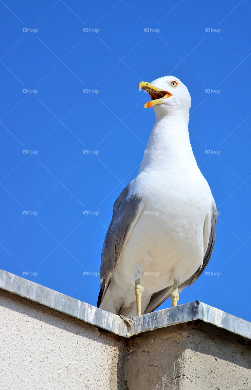 Seagull on the top of a building