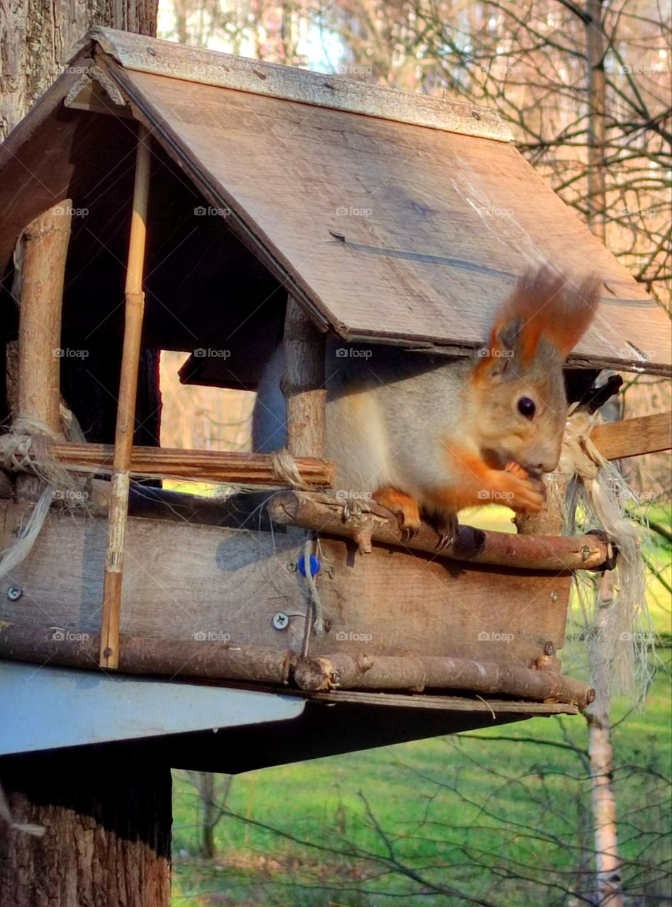 Autumn.  Human and nature.  A feeder in which a squirrel sits and eats a nut