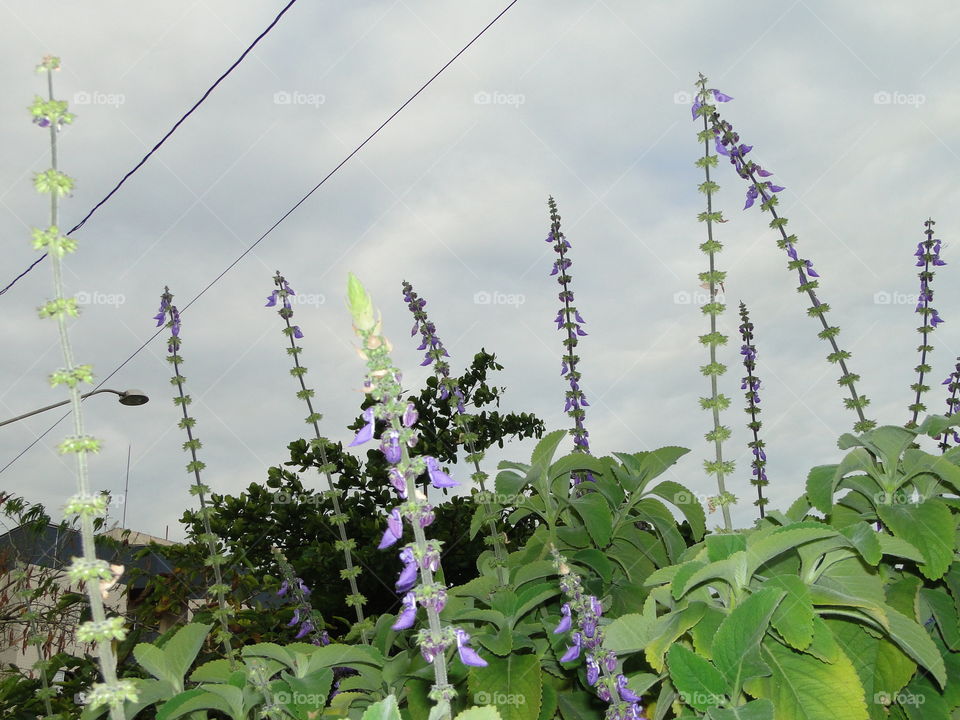 Flower, Flora, Nature, Leaf, Summer
