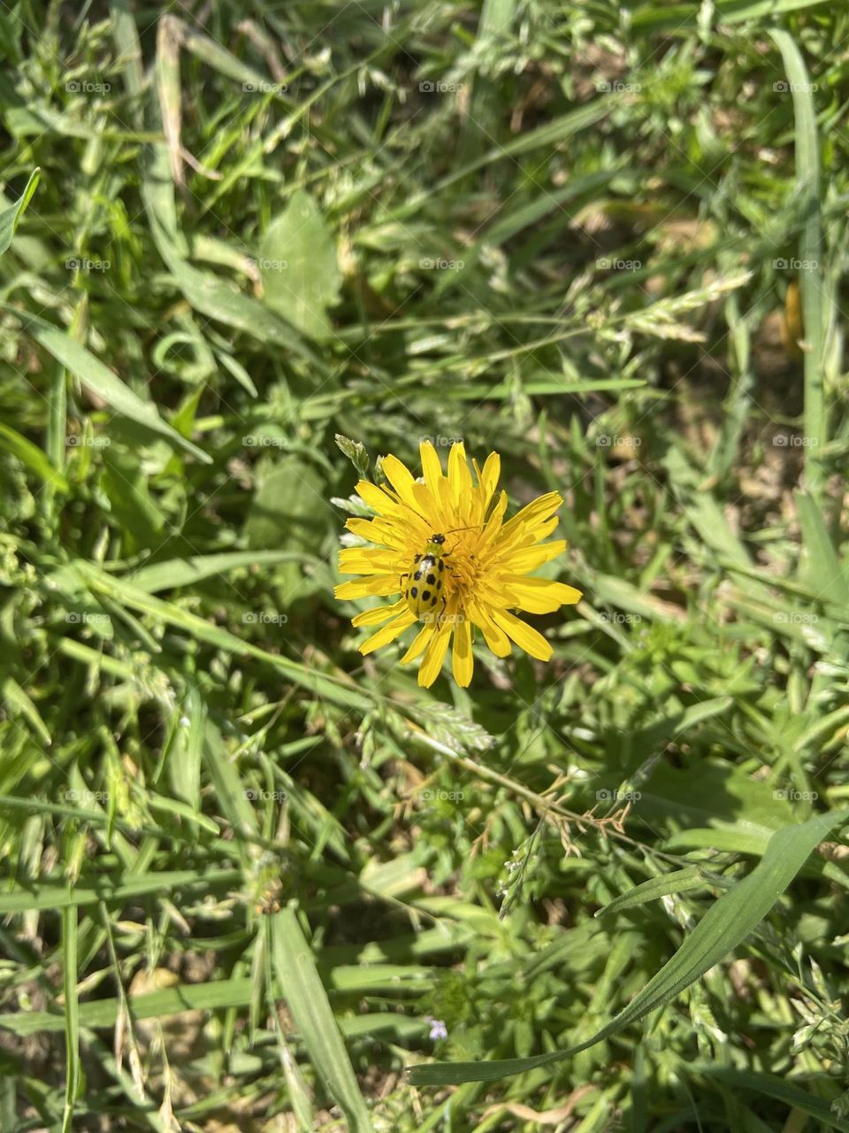 Yellow spotted beetle on a dandelion 