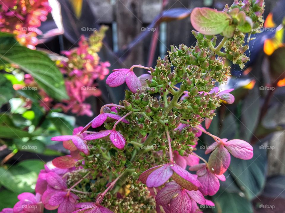 Beautiful fall colours! 