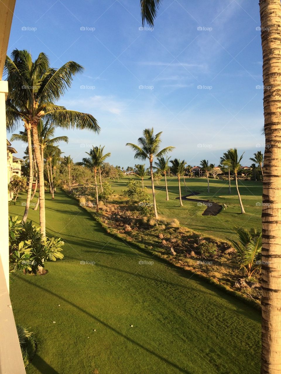 Palm trees on golf course