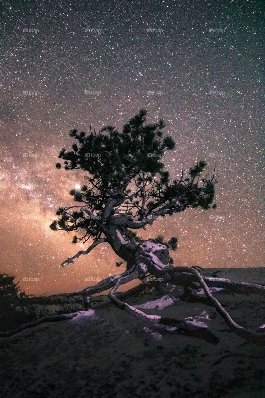 A lone twisted tree silhouetted under the dark night sky filled with stars and the Milky Way. 