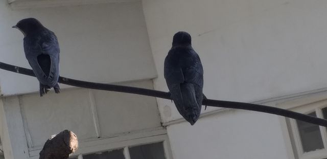 swallow