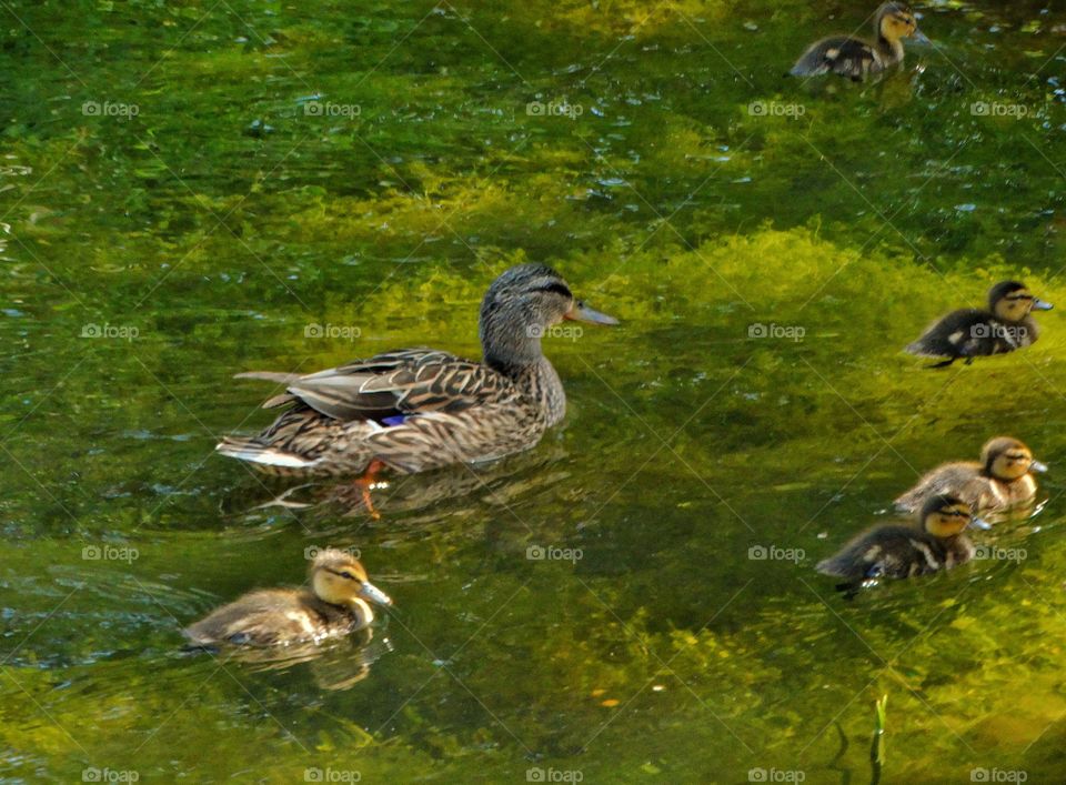 Mother Duck And Her Ducklings