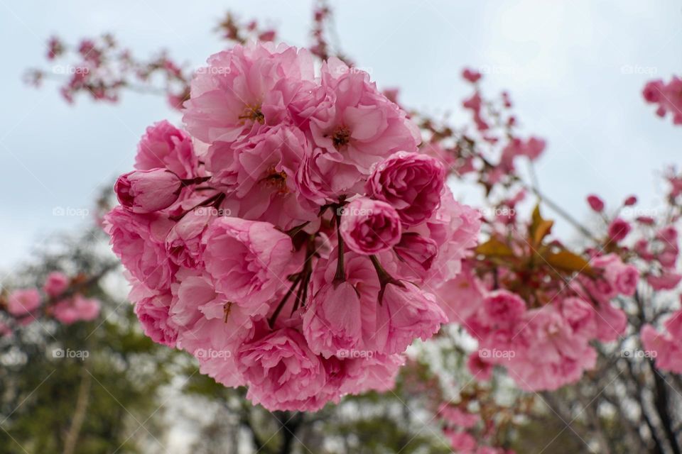 A spring roses