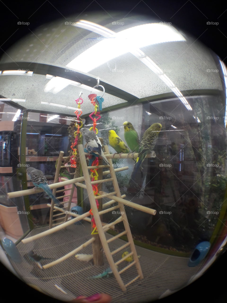 parakeets at pet store for sale