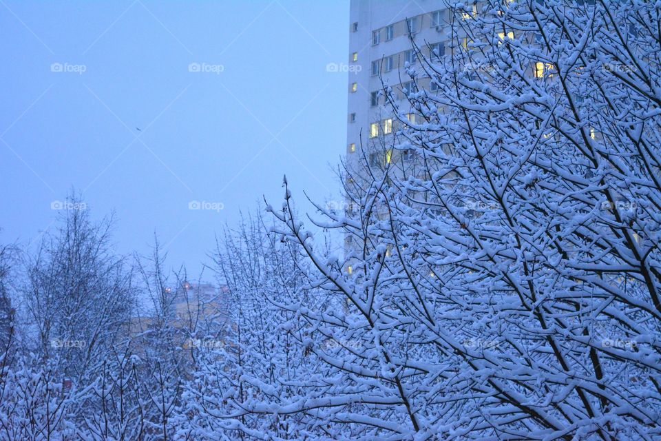 Winter, Tree, Season, Snow, Branch