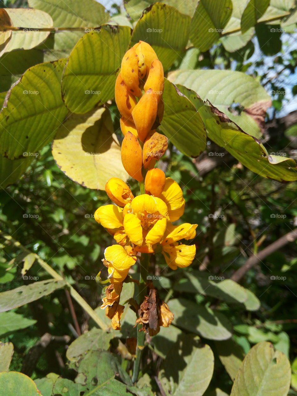 King of the forest buds
