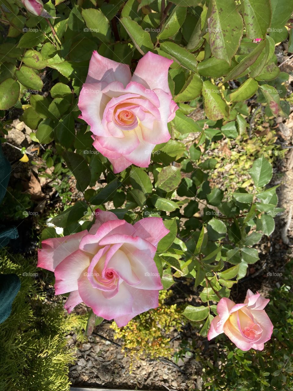 Roses in shades of pink 