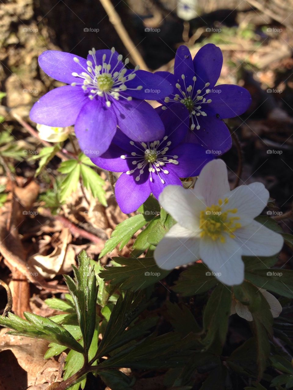 Spring is in the air