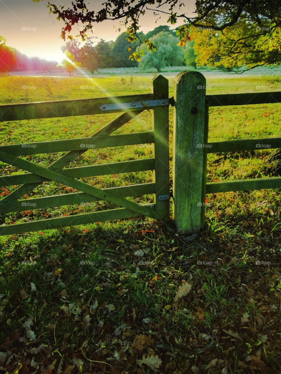 Countryside . Field