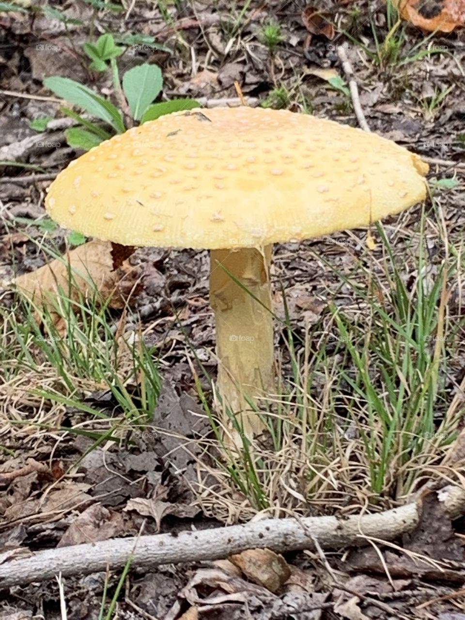 Mushroom of a Laurentian forest in Quebec