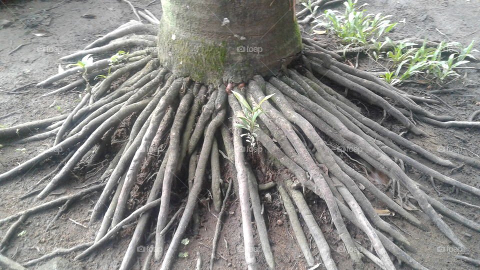 root