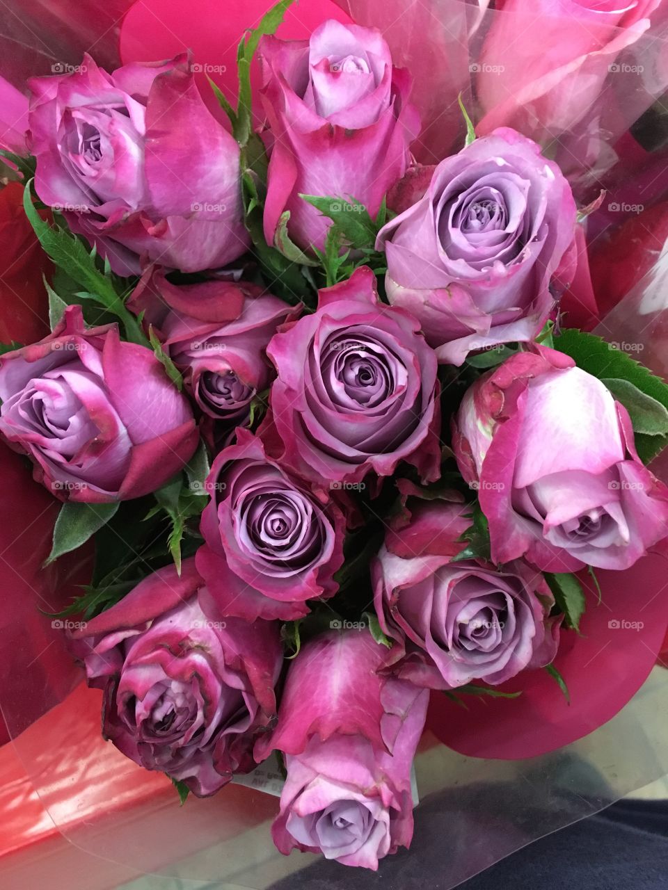 Red-tinged Purple Roses