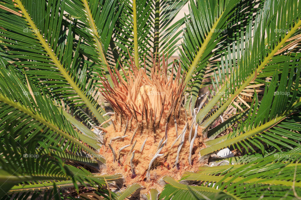 Female cone of Sago Palm, flowering plant if Cycas revoluta