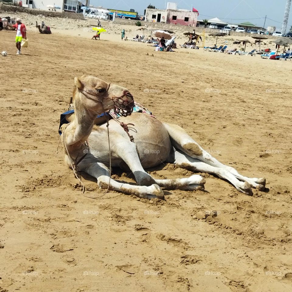 Beautiful sleepy camel on sand near the beach at essaouira city in Morocco.