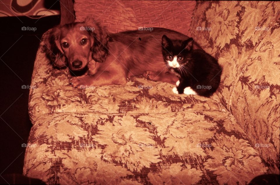 Vintage photo of the ‘70s, a kitten and dachshund together on the old fashion sofa