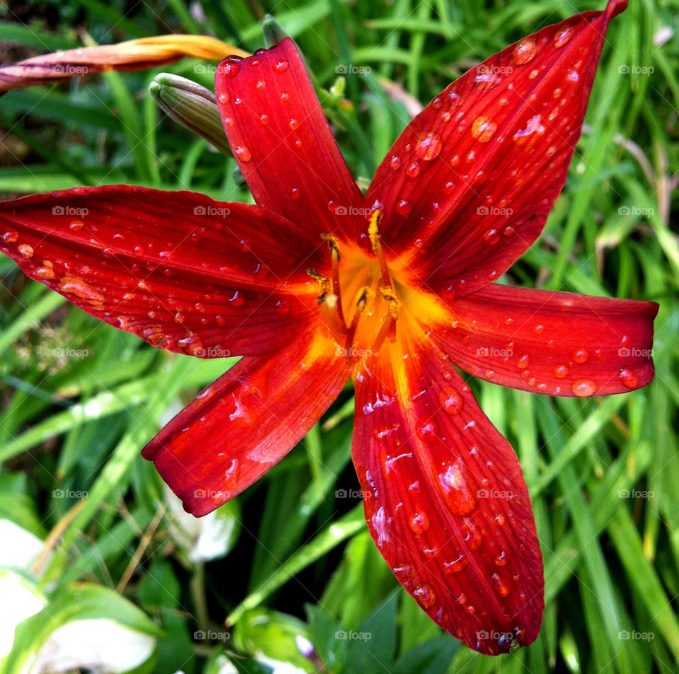 garden nature flower colourful by chattis