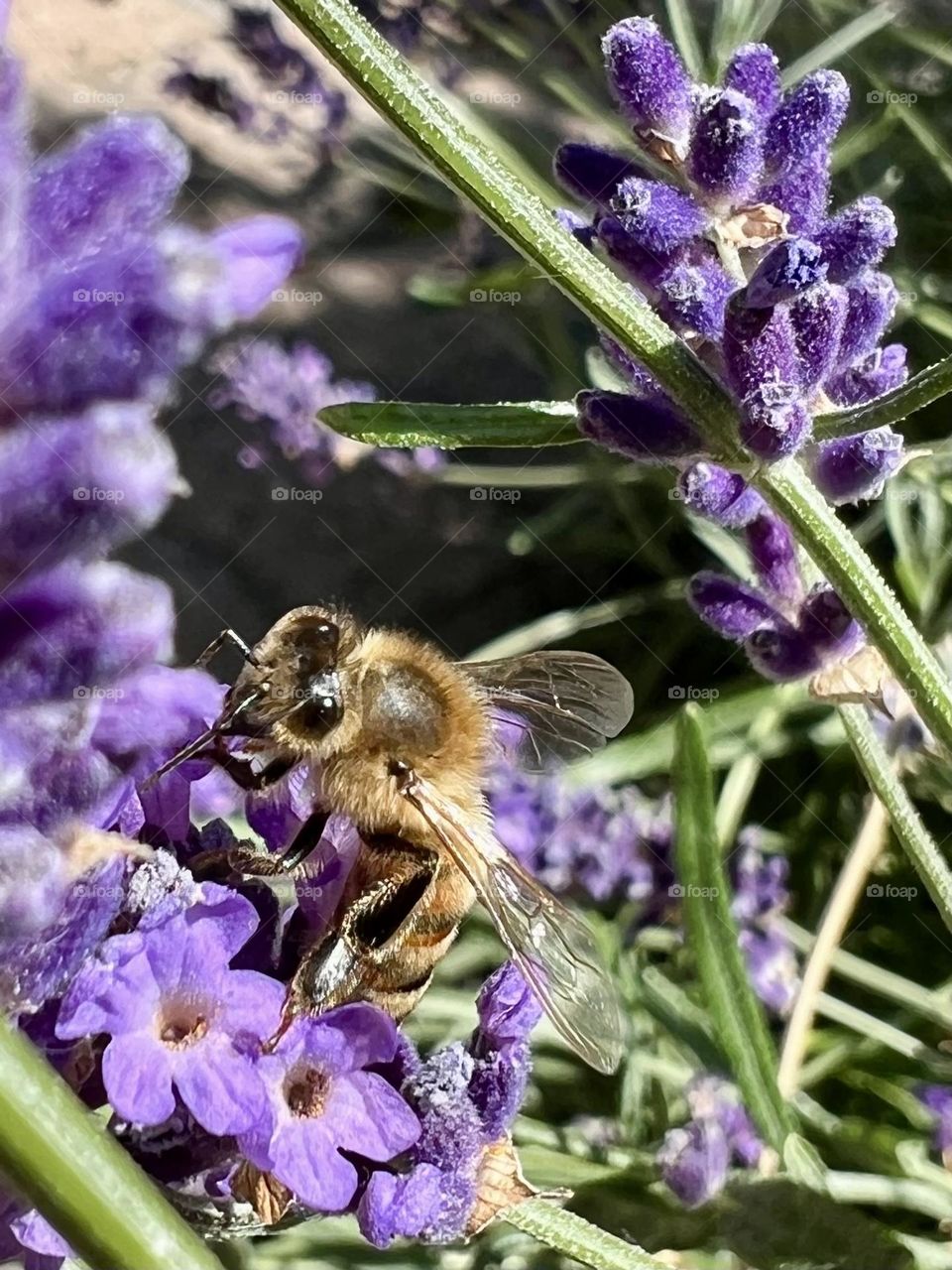 Bee