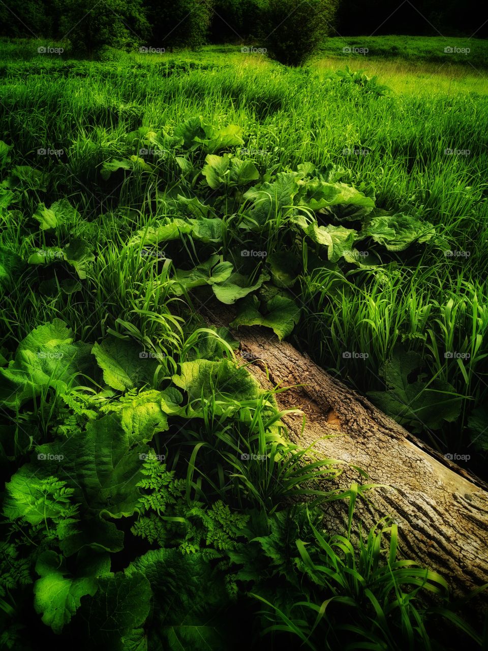 Color day outdoor nature greens wild forest
