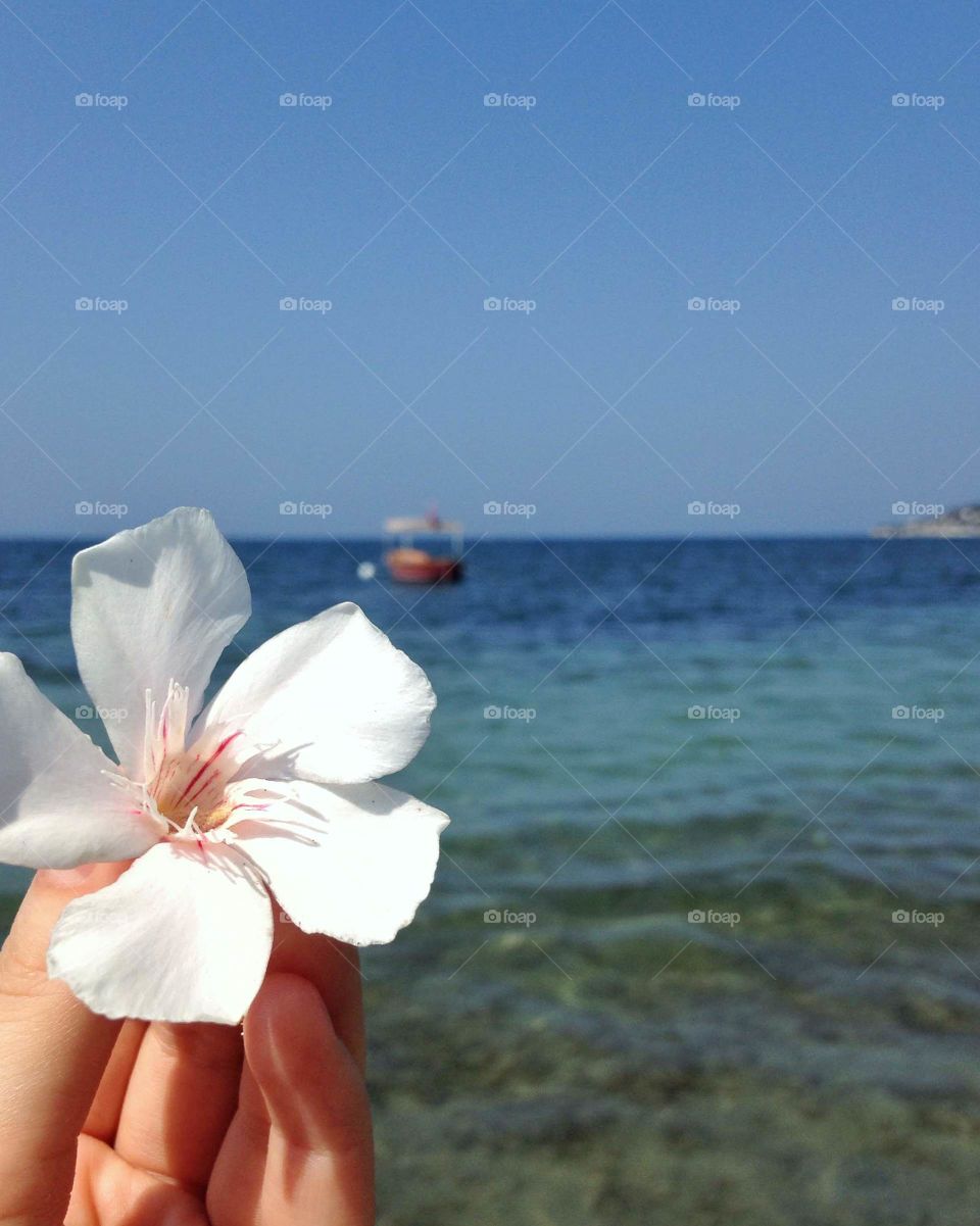 White flower on a background of the sea and a boat