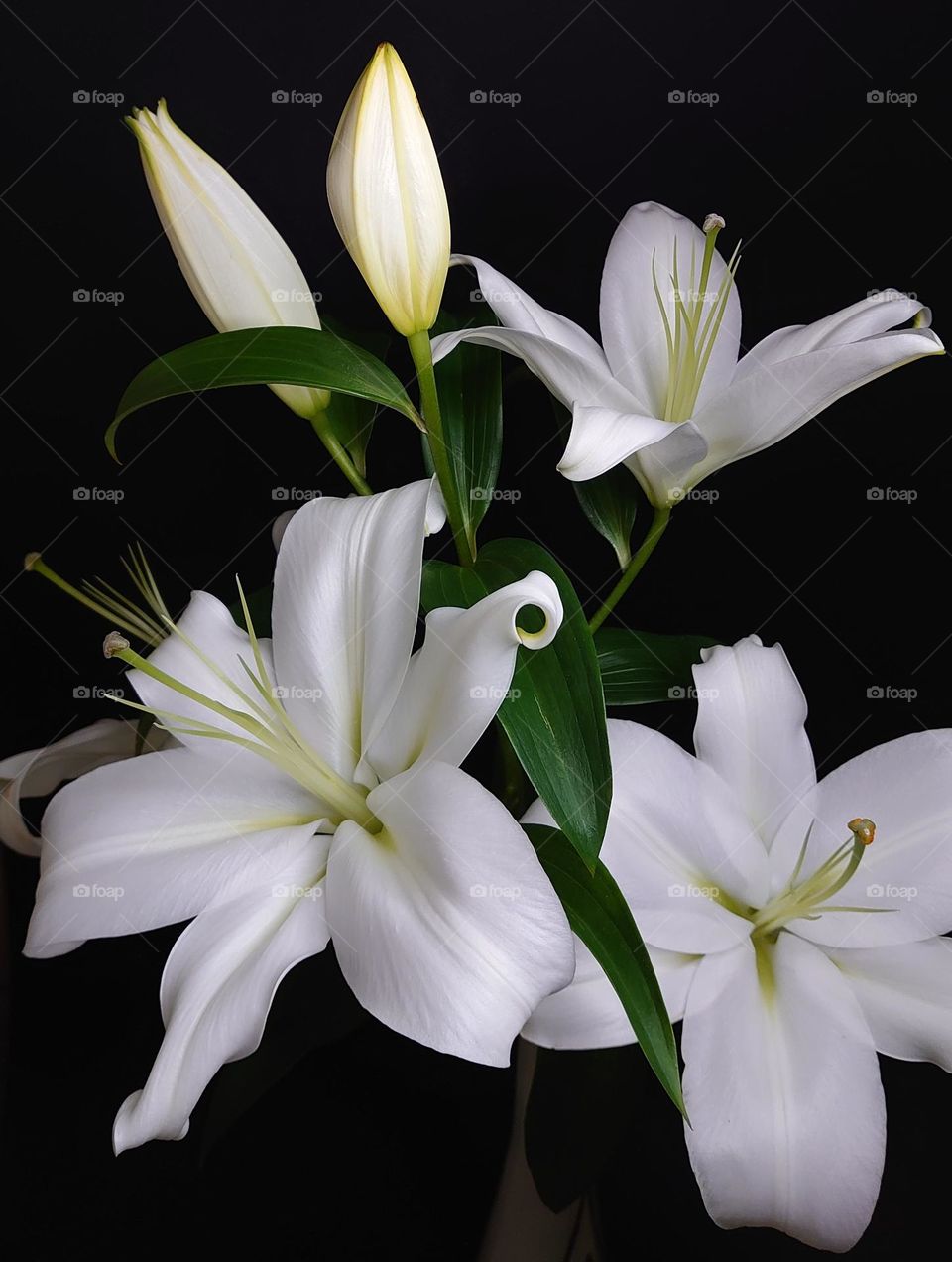 White lily 🤍 Flowers in the vase🤍 White and black 🤍🖤