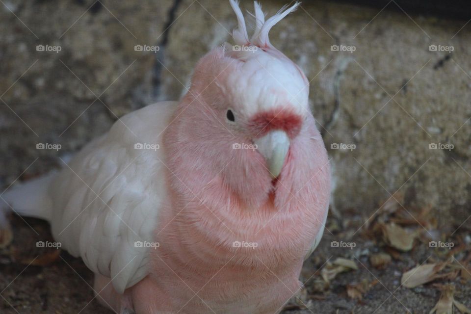 A small pink parrot sitting on the bottom of the cage floor, quietly and almost asleep.