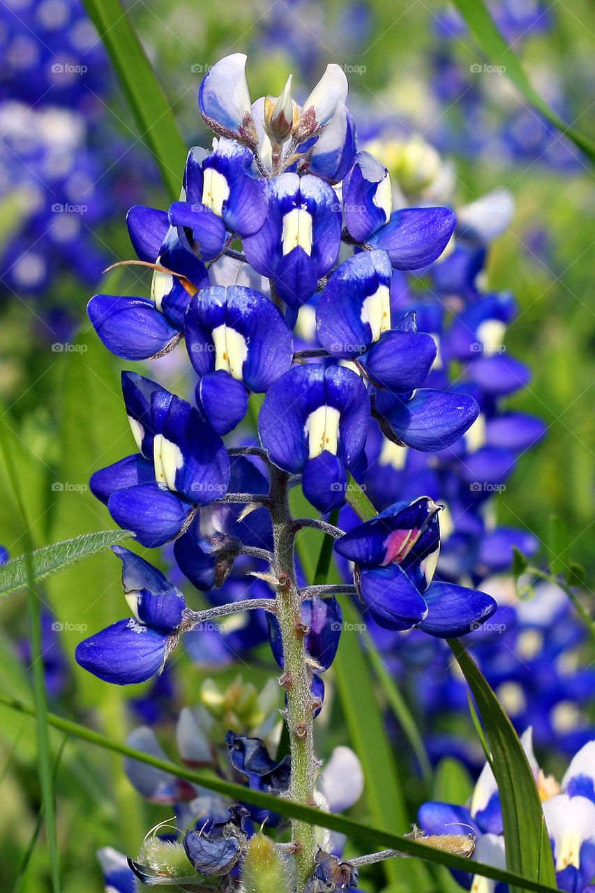 bluebonnet