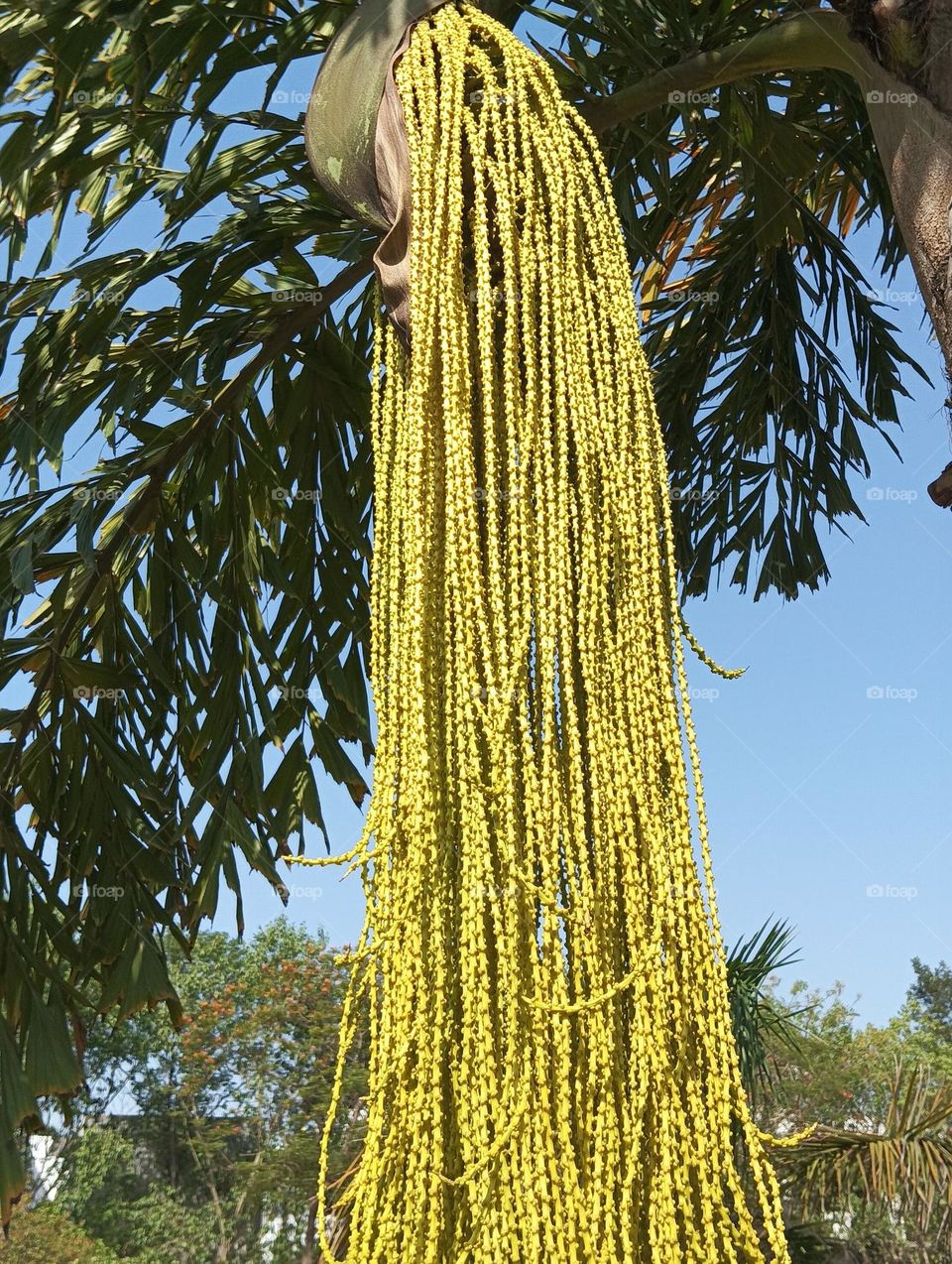 Reproductive organs of tree