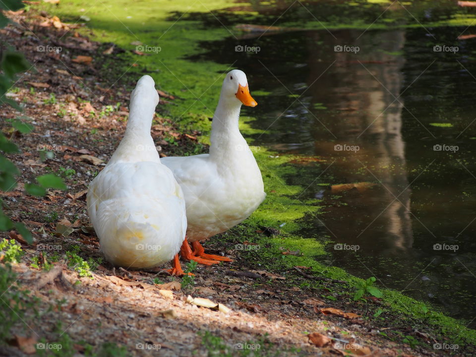 Two ducks near the water